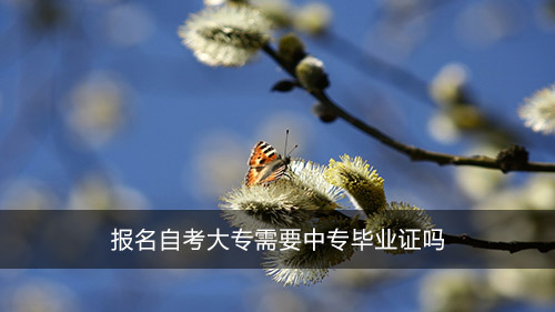報名自考大專需要中專畢業(yè)證嗎
