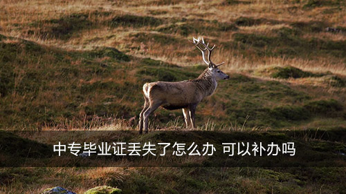 中專畢業(yè)證丟失了怎么辦 可以補(bǔ)辦嗎