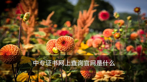 中專(zhuān)證書(shū)網(wǎng)上查詢(xún)官網(wǎng)是什么